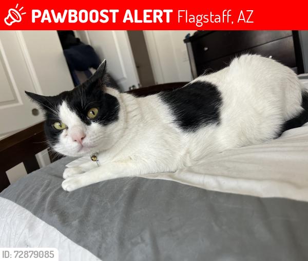 Lost Male Cat last seen Route 66 and Alvan Clark, Flagstaff, AZ 86001