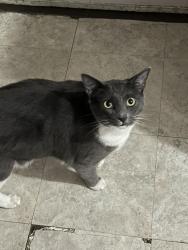 Lost Male Cat last seen Wasena city taproom , Roanoke, VA 24015