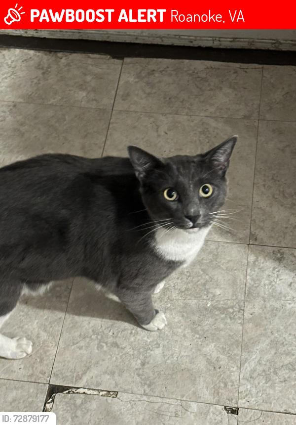 Lost Male Cat last seen Wasena city taproom , Roanoke, VA 24015