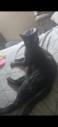 Lost Male Cat last seen Lancaster , Salem, OR 97305