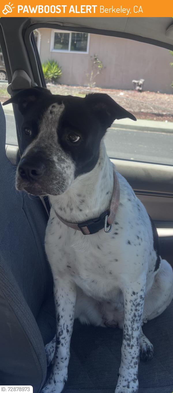 Found/Stray Female Dog last seen Glen and Spruce St Berkeley,Ca, Berkeley, CA 94709