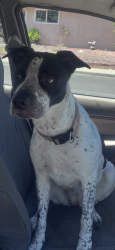 Found/Stray Female Dog last seen Glen and Spruce St Berkeley,Ca, Berkeley, CA 94709