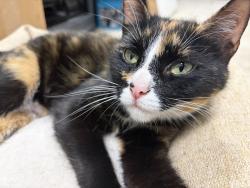 Found/Stray Female Cat last seen Pine Hill Ln, Dix Hills, NY 11746