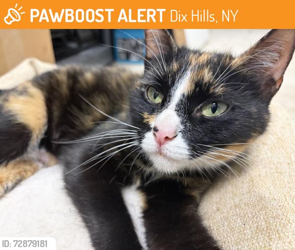 Found/Stray Female Cat last seen Pine Hill Ln, Dix Hills, NY 11746