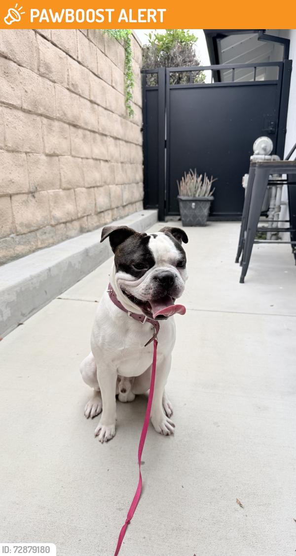 Found/Stray Male Dog last seen Turnbull Canyon and Los Robles Ave (by Los Altos high school), Hacienda Heights, CA 91745