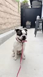 Found/Stray Male Dog last seen Turnbull Canyon and Los Robles Ave (by Los Altos high school), Hacienda Heights, CA 91745