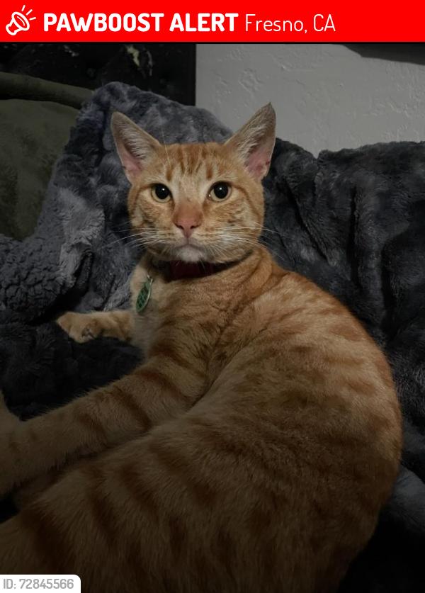 Lost Male Cat last seen Dakota and fresno street , Fresno, CA 93721