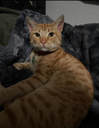 Lost Male Cat last seen Dakota and fresno street , Fresno, CA 93721
