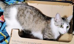 Lost Female Cat last seen Clemance, San Jose, CA 95122