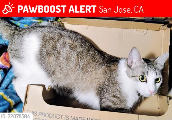Lost Female Cat last seen Clemance, San Jose, CA 95122