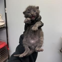 Shelter Stray Male Cat last seen Near Jamacha Road, Spring Valley, CA, 91977, San Diego, CA 92110
