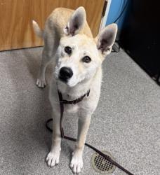 Shelter Stray Male Dog last seen Quince Street, Escondido, CA, 92025, Escondido, CA 92027