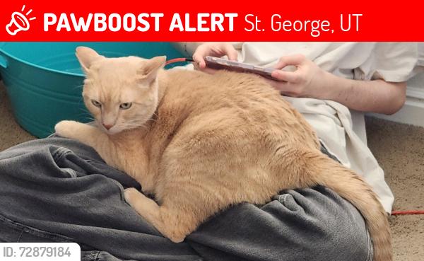 Lost Male Cat last seen Neighborhood behind Costco in St. George , St. George, UT 84790