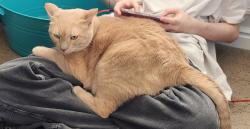 Lost Male Cat last seen Neighborhood behind Costco in St. George , St. George, UT 84790
