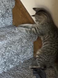 Found/Stray Female Cat last seen Cunningham Ln & Minglewood Dr, Clarksville, TN 37042