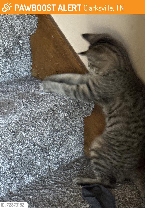 Found/Stray Female Cat last seen Cunningham Ln & Minglewood Dr, Clarksville, TN 37042