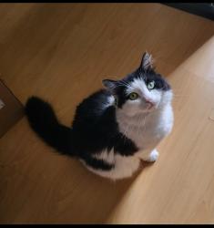 Lost Male Cat last seen Sunrise and Douglas , Rancho Cordova, CA 95742
