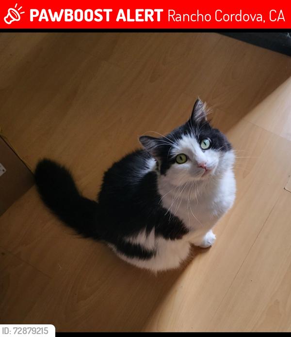 Lost Male Cat last seen Sunrise and Douglas , Rancho Cordova, CA 95742