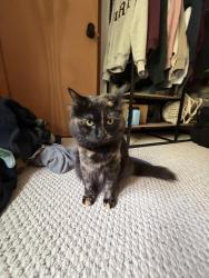 Lost Female Cat last seen Near River Park Drive and Legra Rd, Grassy Creek, NC 28631