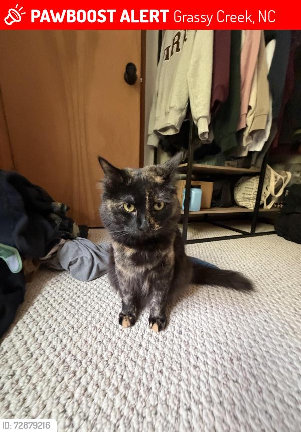 Lost Female Cat last seen Near River Park Drive and Legra Rd, Grassy Creek, NC 28631