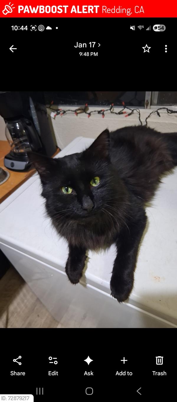 Lost Male Cat last seen Water works park, Redding, CA 96003