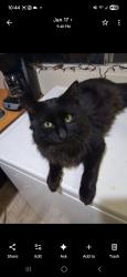 Lost Male Cat last seen Water works park, Redding, CA 96003