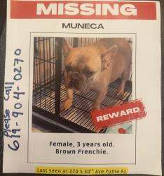 Lost Female Dog last seen Near s 30 Th ave yuma Az 85364, Yuma, AZ 85364