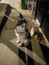 Found/Stray Unknown Dog last seen Cantwell Road, Greater London, England SE18