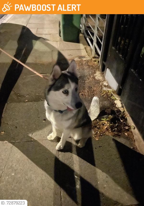 Found/Stray Unknown Dog last seen Cantwell Road, Greater London, England SE18