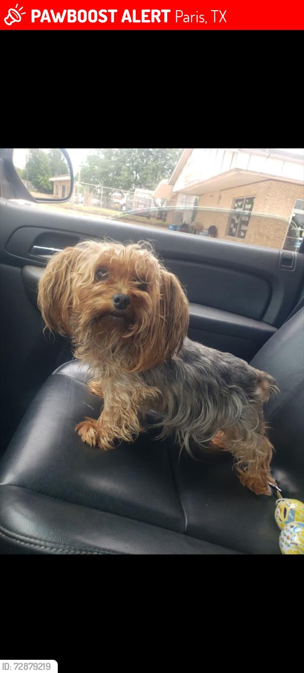 Lost Female Dog last seen Graham St, Paris, TX 75460