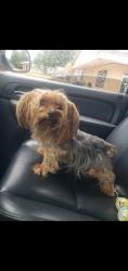 Lost Female Dog last seen Graham St, Paris, TX 75460