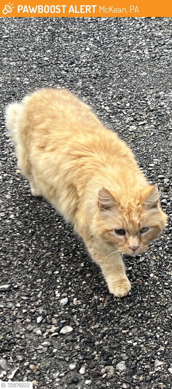 Found/Stray Male Cat last seen Rt 99, McKean, PA 16426