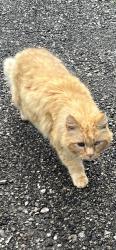 Found/Stray Male Cat last seen Rt 99, McKean, PA 16426