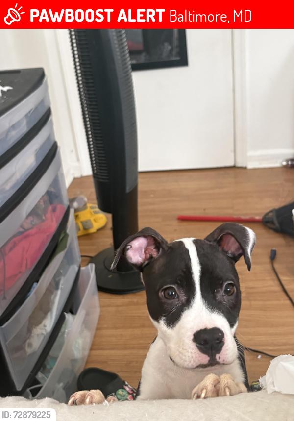 Lost Male Dog last seen Walking around Francis st, Baltimore, MD 21217