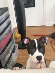 Lost Male Dog last seen Walking around Francis st, Baltimore, MD 21217