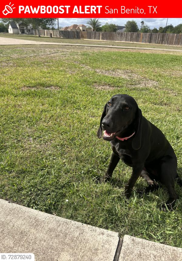 Lost Female Dog last seen 34416Ebony Lane , San Benito, TX 78586
