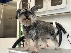 Reunited Female Dog last seen Amelia Earhart park, Hialeah, FL 33013