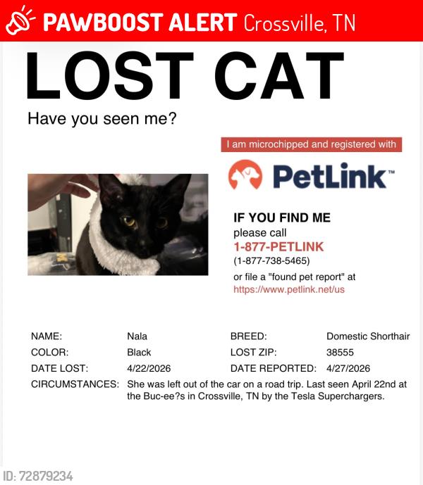 Lost Female Cat last seen Buc-ee’s , Crossville, TN 38555