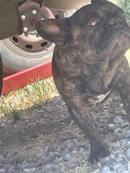 Found/Stray Male Dog last seen Winchester , Riverside, CA 92508