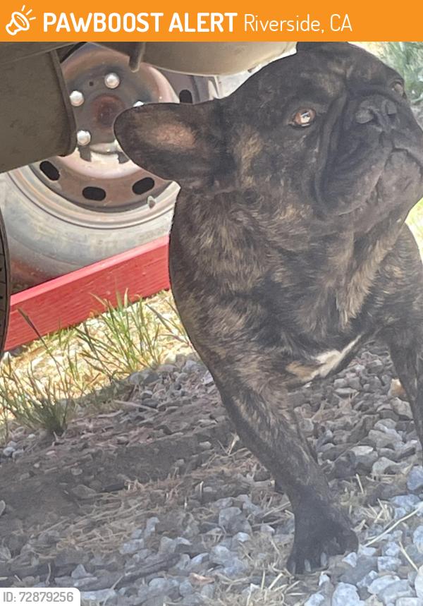 Found/Stray Male Dog last seen Winchester , Riverside, CA 92508