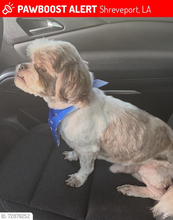 Lost Male Dog last seen Crabapple Dr, Shreveport, LA 71118
