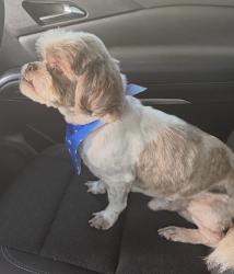 Lost Male Dog last seen Crabapple Dr, Shreveport, LA 71118