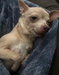 Lost Female Dog last seen Walton Ave and Diane Drive, Fort Worth, TX 76133