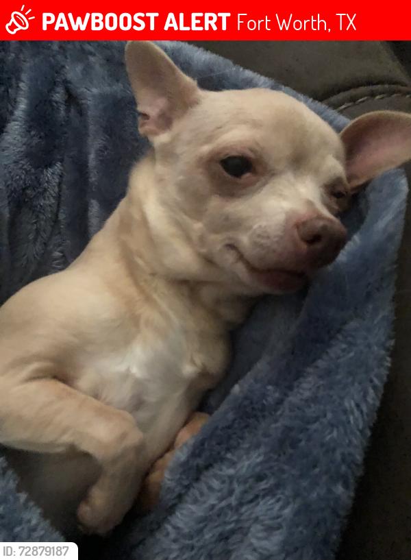 Lost Female Dog last seen Walton Ave and Diane Drive, Fort Worth, TX 76133