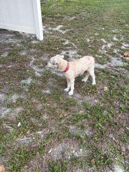 Reunited Unknown Dog last seen Riviera Bay ct, Oviedo, FL 32765