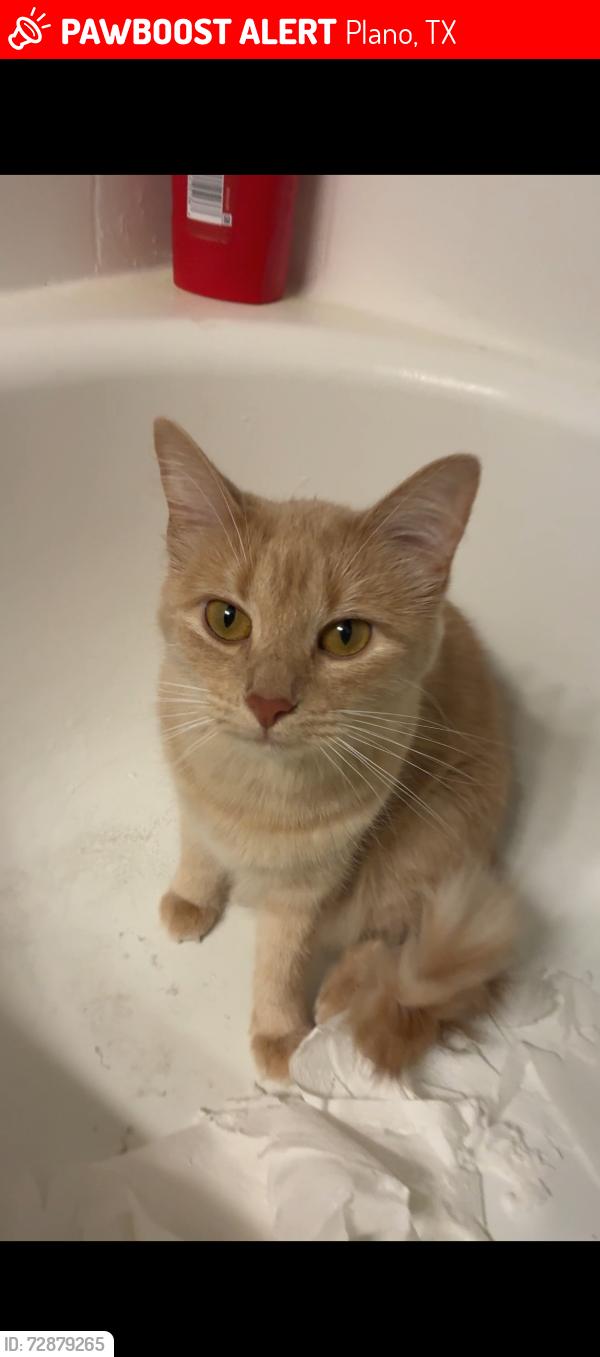 Lost Female Cat last seen Westside apmt Complex, building 14, Plano, TX 75075