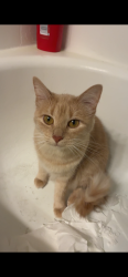 Lost Female Cat last seen Westside apmt Complex, building 14, Plano, TX 75075