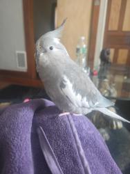 Lost Female Bird last seen Tonawanda and Ontario street buffalo new york, Buffalo, NY 14207