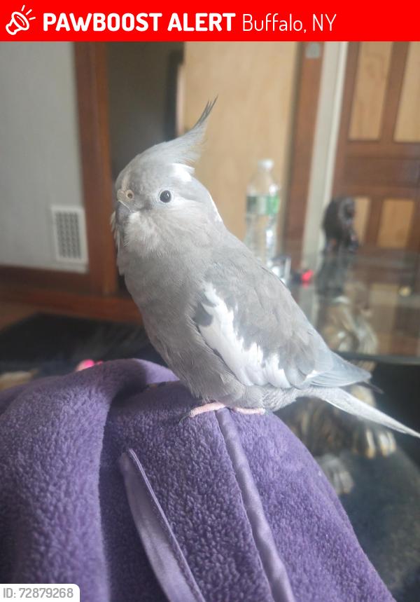 Lost Female Bird last seen Tonawanda and Ontario street buffalo new york, Buffalo, NY 14207