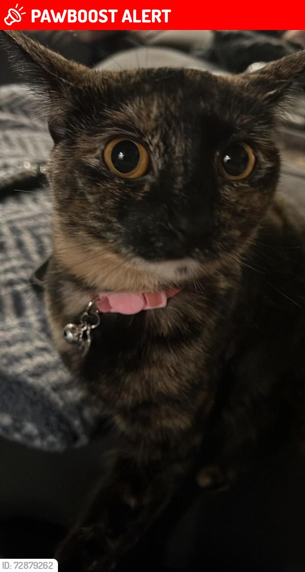 Lost Female Cat last seen Summer Lake, Moseley, Chesterfield County, VA 23120